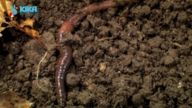 Keks und der weltbeste Dünger - Regenwurm