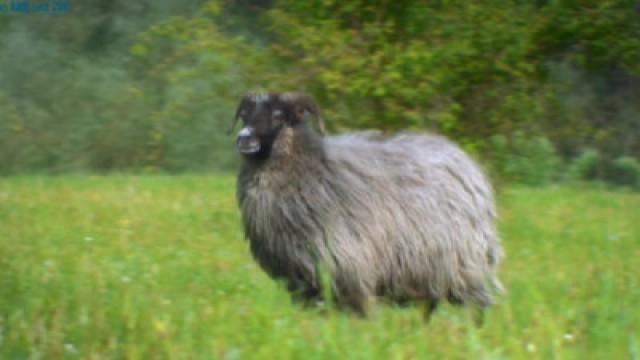 Keks und die salzige Leckerei - Schaf
