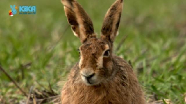 Keks und das große Mümmeln - Hase