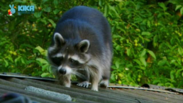 Keks und das große Waschen - Waschbär