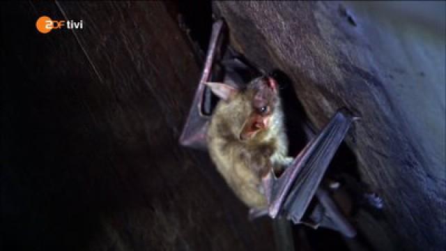 Keks und die Nachtgeister - Fledermaus