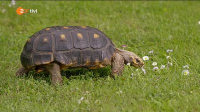 Keks und das Wellenbad - Schildkröte