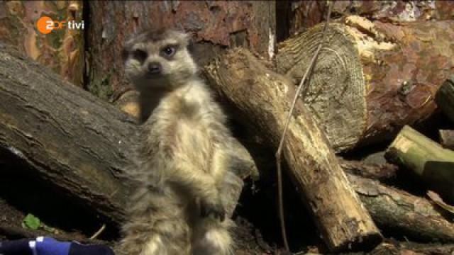 Keks und der Abenteurer - Erdmännchen