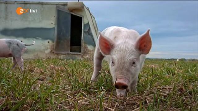 Keks und die Räuber - Schwein