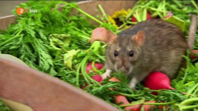 Keks und der Gummstiefelalarm - Ratte