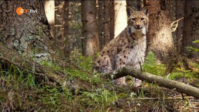 Keks und die Superlauscher - Luchs (Luchs 1)
