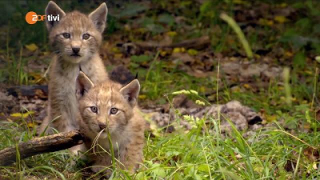 Keks und die kleinen Pinselohren - Luchsbabys (Luchs 2)