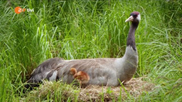 Keks und die Glücksvögel - Kranich