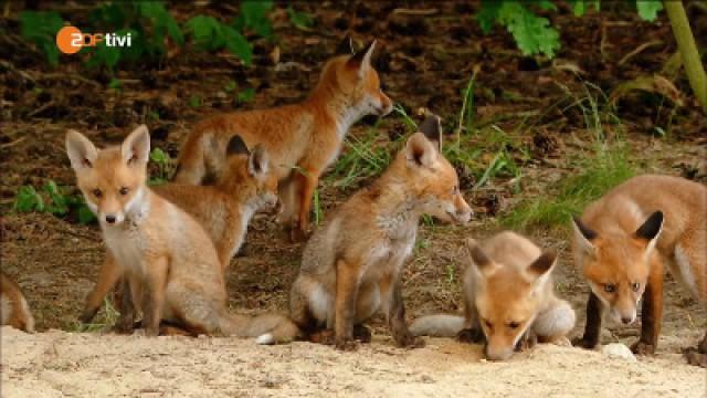 Keks und die Raufbolde - Fuchs