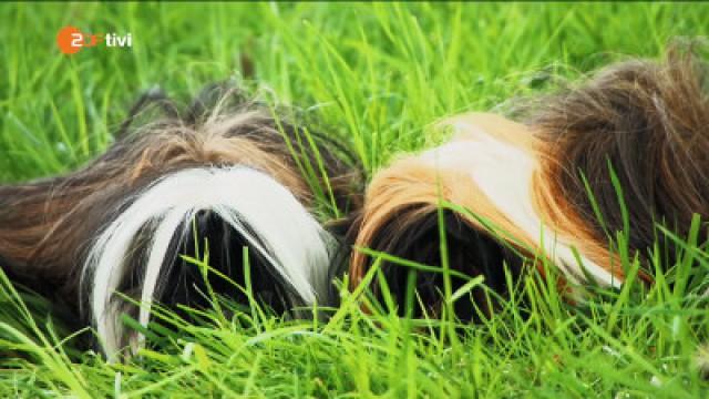 Keks und der Futterstreit - Meerschweinchen