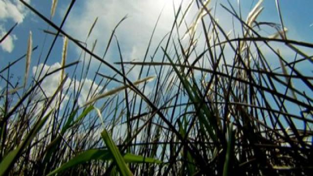 El secreto de la sabana