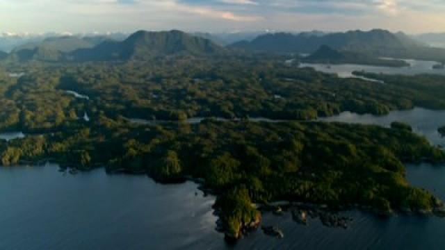 Los bosques mágicos