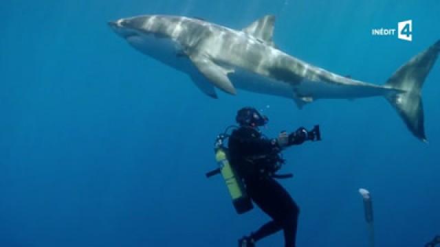 Great White Shark