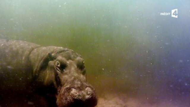 Hippo
