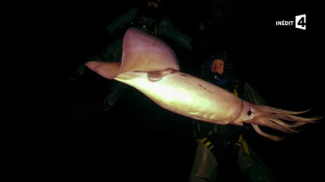 Squid
