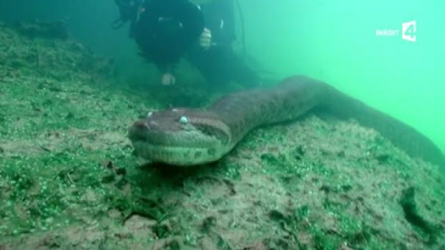 Anaconda