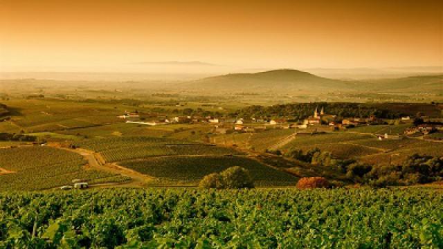 Bourgogne, Côte d'or