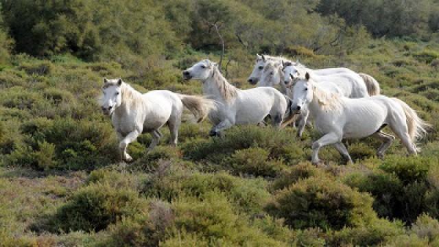 La Camargue