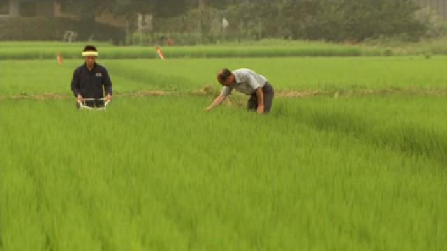 Japan: Katsuo—The Rice Master