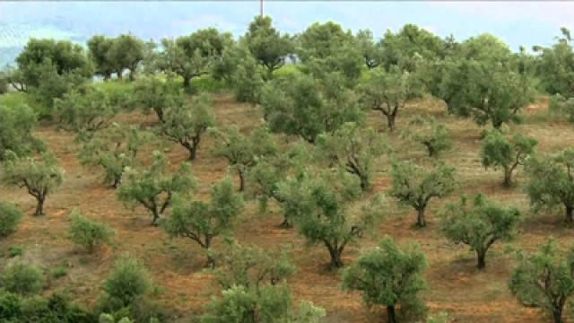 Greece: Honey and Ashes