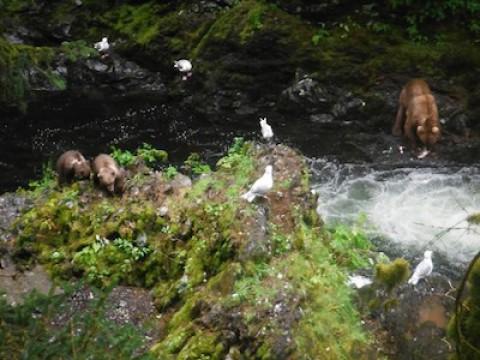 Bear Kingdom