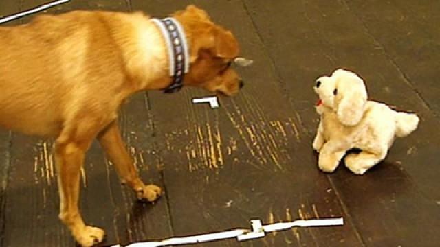 Wie Hund und Katz - Haben Tiere Charakter?