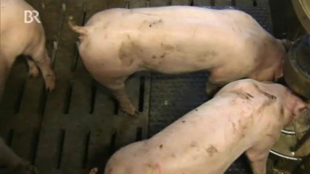 Klimasünder Lebensmittel - wie kann man sich umweltfreundlich ernähren?