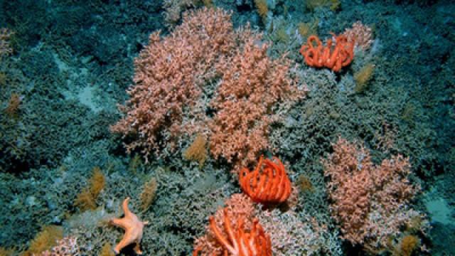 Geheimnisse der Tiefsee - Expedition in ewige Nacht