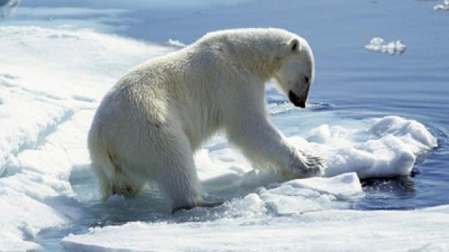 Klimawandel in der Arktis - Hat der Eisbär noch eine Chance?