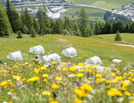 Almwiesen auf Zeitreise - Auf der Suche nach dem Klima von übermorgen
