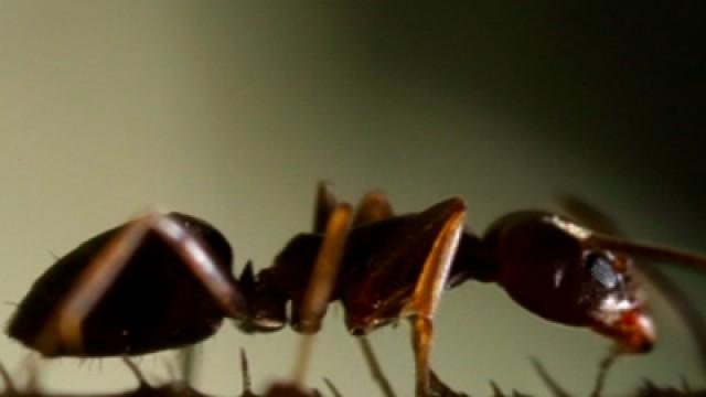 Das größte Raubtier der Welt - Die Invasion der Ameisen
