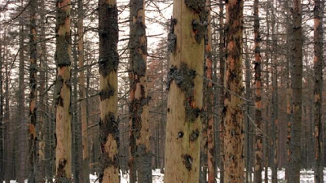 Leibspeise Wald - Wie gefährlich ist der Borkenkäfer?