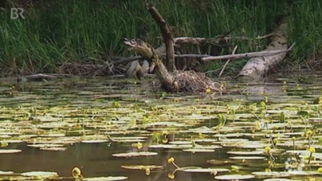 Wasser marsch! Neues Leben im Auwald