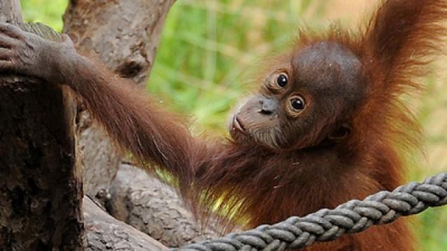 Tierknast oder Arche Noah - Was leisten Zoos heute?