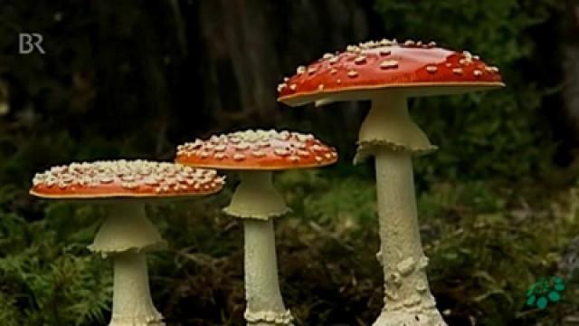 Angriff der Pilze