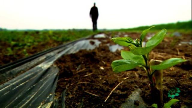 Agroforste - Die Landwirtschaft von morgen?
