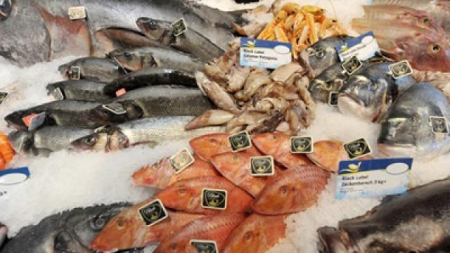 Leere Meere - Welchen Fisch darf man noch essen?