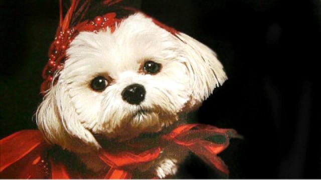 Pets in America