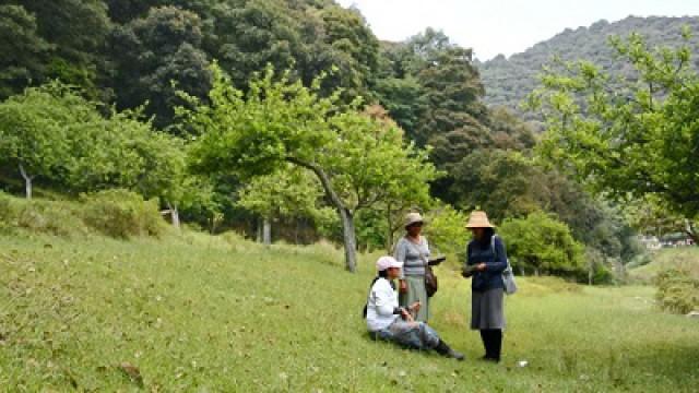 Special Witnessing Campaigns in Central America