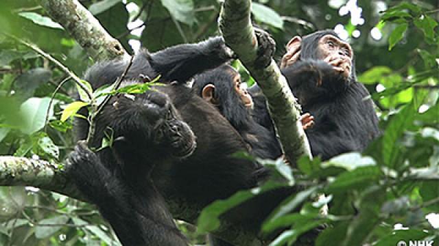 Life in Kalinzu Forest - Uganda’s Chimpanzees