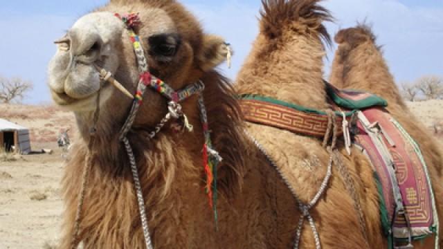 Vagabunden der Wüste – Kamelzüchter in der Mongolei