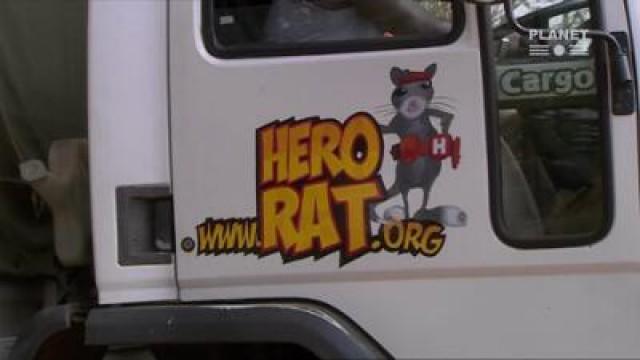 Die Minenratten von Tansania