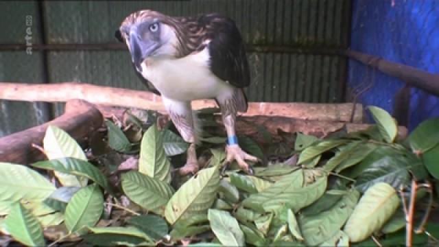 Philippinen: Rendezvous mit einem Adler