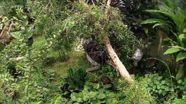 Der Kräutergarten von Java