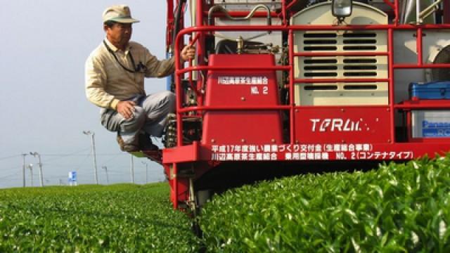 Kyushu – Wo Japans grüner Tee wächst