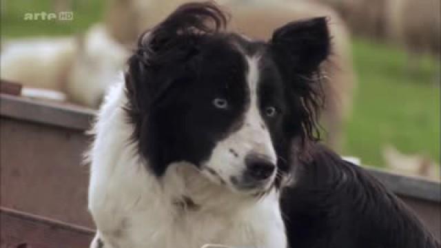 Die besten Hütehunde von Wales