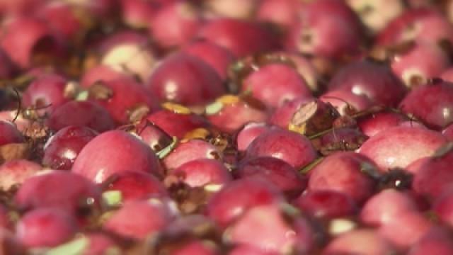Cranberrysaison auf Cap Cod