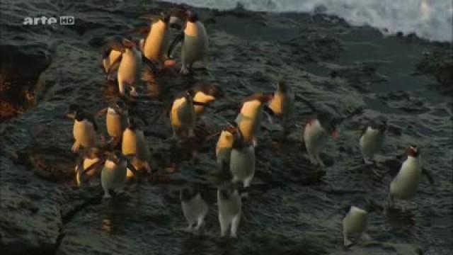 Falklandinseln – Pinguine auf dem Vormarsch