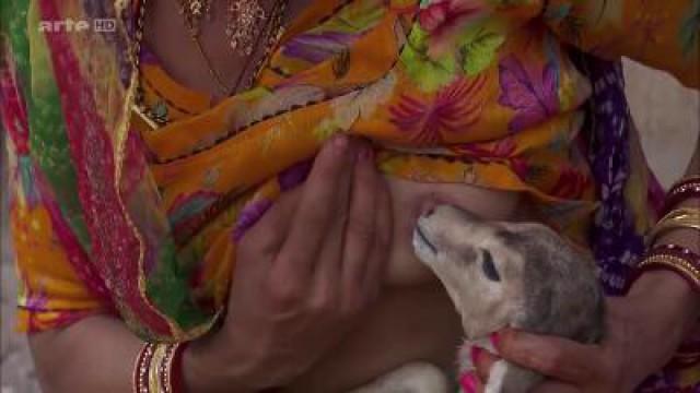 Das Volk der Bishnoi – Tierliebe bis in den Tod