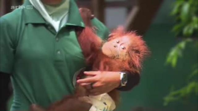 Sumatras letzte Orang-Utans